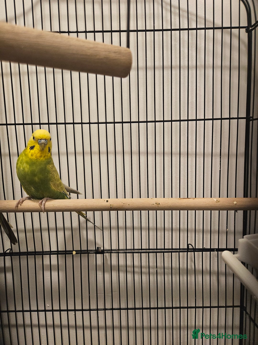 Budgerigars birds for sale: Budgies  - Advert 2