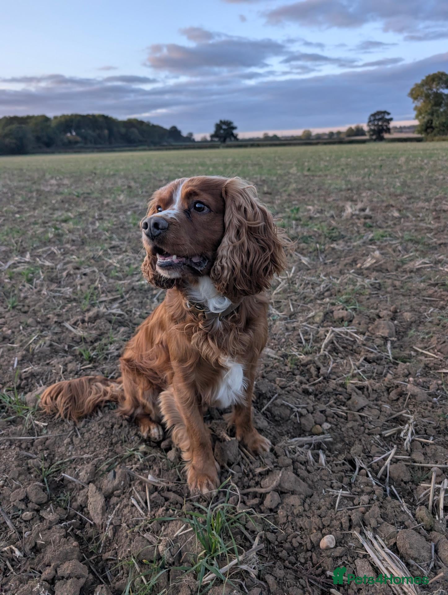 Cocker Spaniel dogs Cocker spaniel for stud duties  - Advert 2
