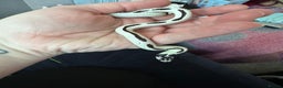 King Snake reptiles for sale: Rare Morph High White King Snake and Viv - Advert 4