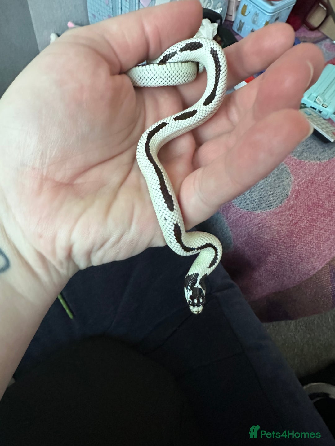 King Snake reptiles for sale: Rare Morph High White King Snake and Viv - Advert 4