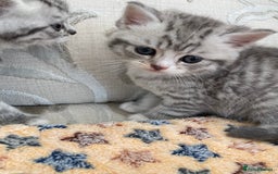Exotic cats for sale: Exotic x kittens - Image 4