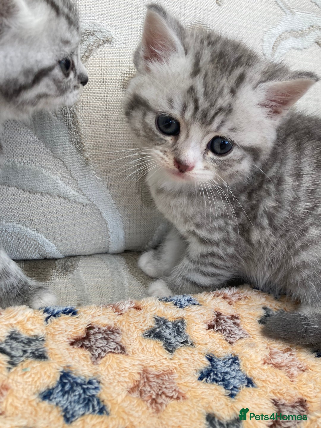 Exotic cats for sale: Exotic x kittens - Image 4