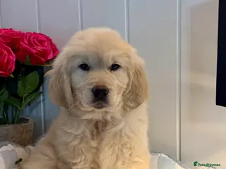 Golden Retriever dogs 1 boys kc reg cream golden retriever puppies - Advert 6