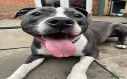 Mixed Breed dogs for sale: Mixed breed staffy for sale  - Image 8