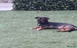 Mixed Breed dogs for sale: Dachshund cross Pekingese  - Image 1