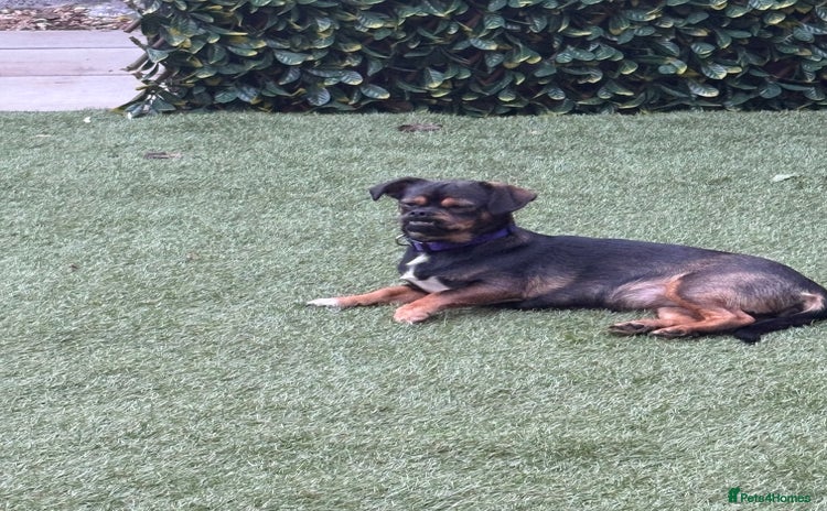 Mixed Breed dogs - Advert 1