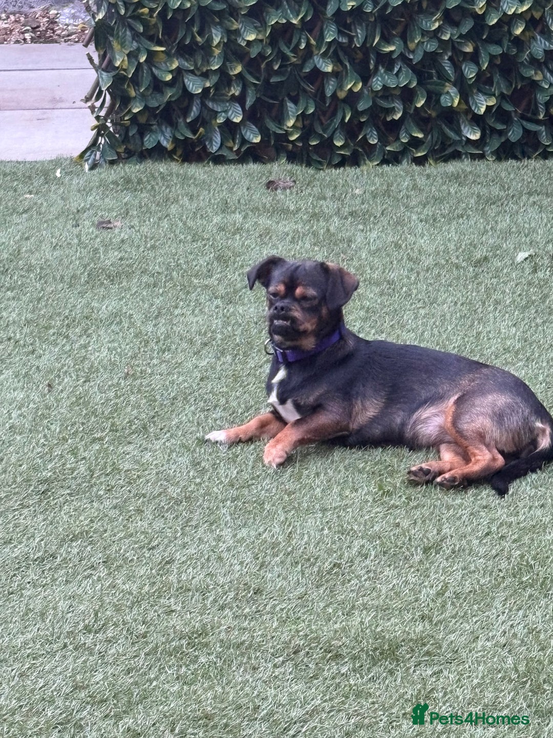 Mixed Breed dogs for sale: Dachshund cross Pekingese  - Image 1