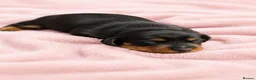 Miniature Dachshund dogs for sale: 🩷Pedigree KC Registered Miniature Dachshunds🩷 - Advert 12