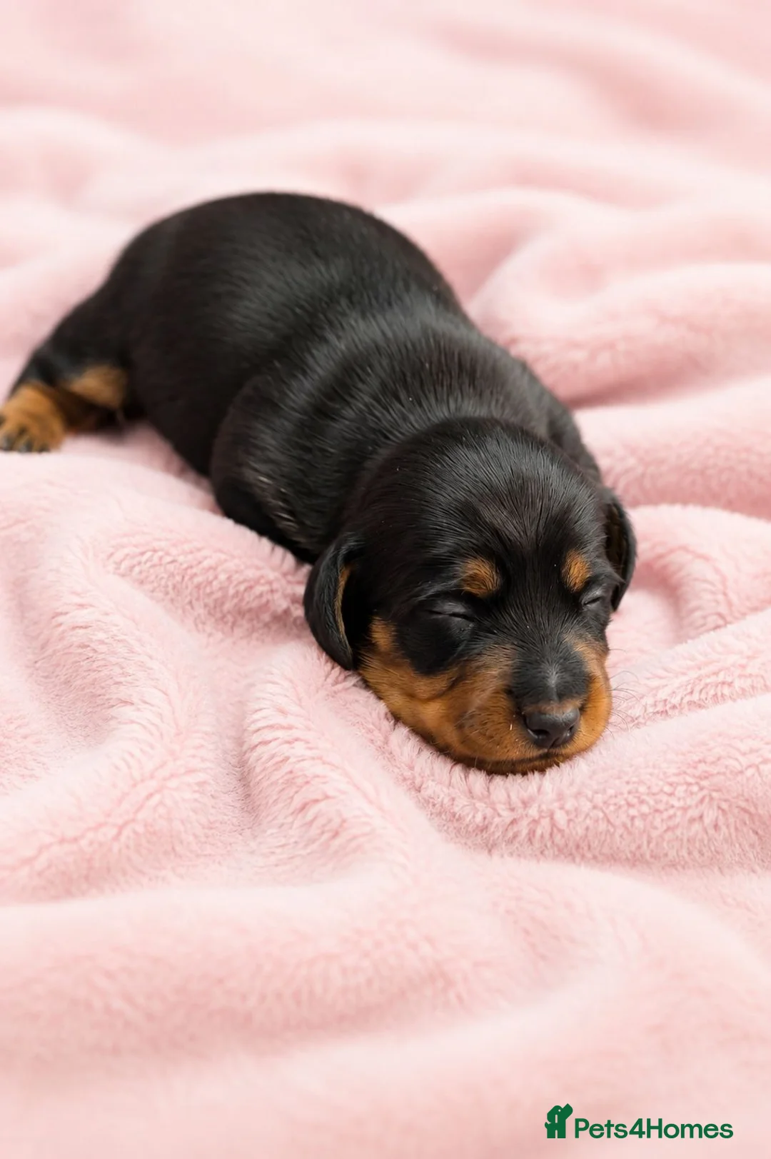 Miniature Dachshund dogs for sale: 🩷Pedigree KC Registered Miniature Dachshunds🩷 - Advert 12