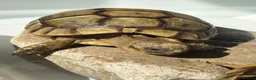 Tortoise reptiles for sale: Tortoise  in London - Advert 2