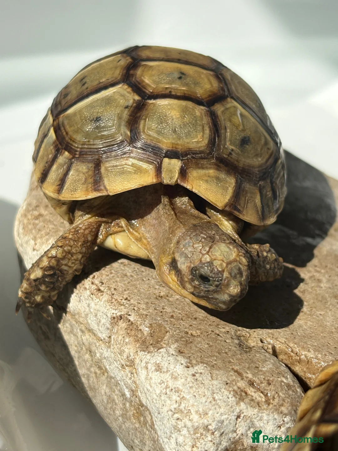Tortoise reptiles for sale: Tortoise  in London - Advert 2