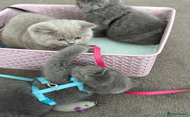 British Shorthair cats - Advert 1