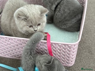 British Shorthair cats - Advert 27