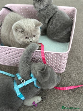 British Shorthair cats - Advert 6