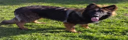 German Shepherd dogs for stud: Amazing Loki  for stud  - Advert 7