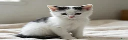 Mixed Breed cats for sale: 1 kiiten available  - Advert 4