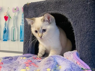 Ragdoll cats Ragdoll X British - Advert 1