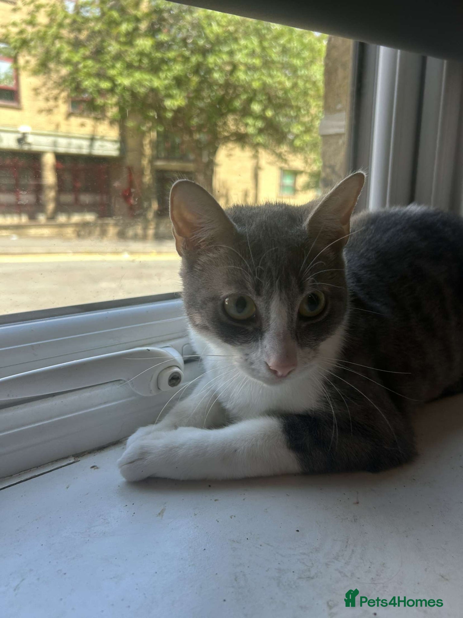 Mixed Breed cats Looking for a new home for novy  - Advert 9