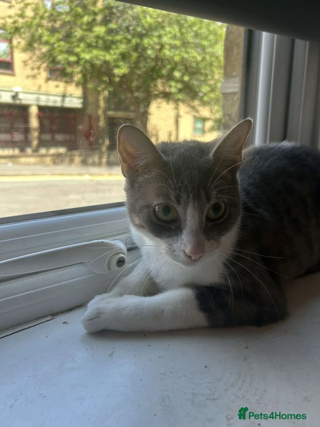 Mixed Breed cats for sale: Looking for a new home for novy  in Elland - Advert 1