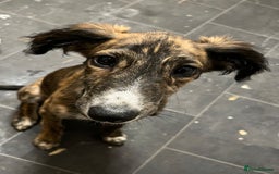 Lurcher dogs for sale: Two lurcher puppies needing new homes - Image 4