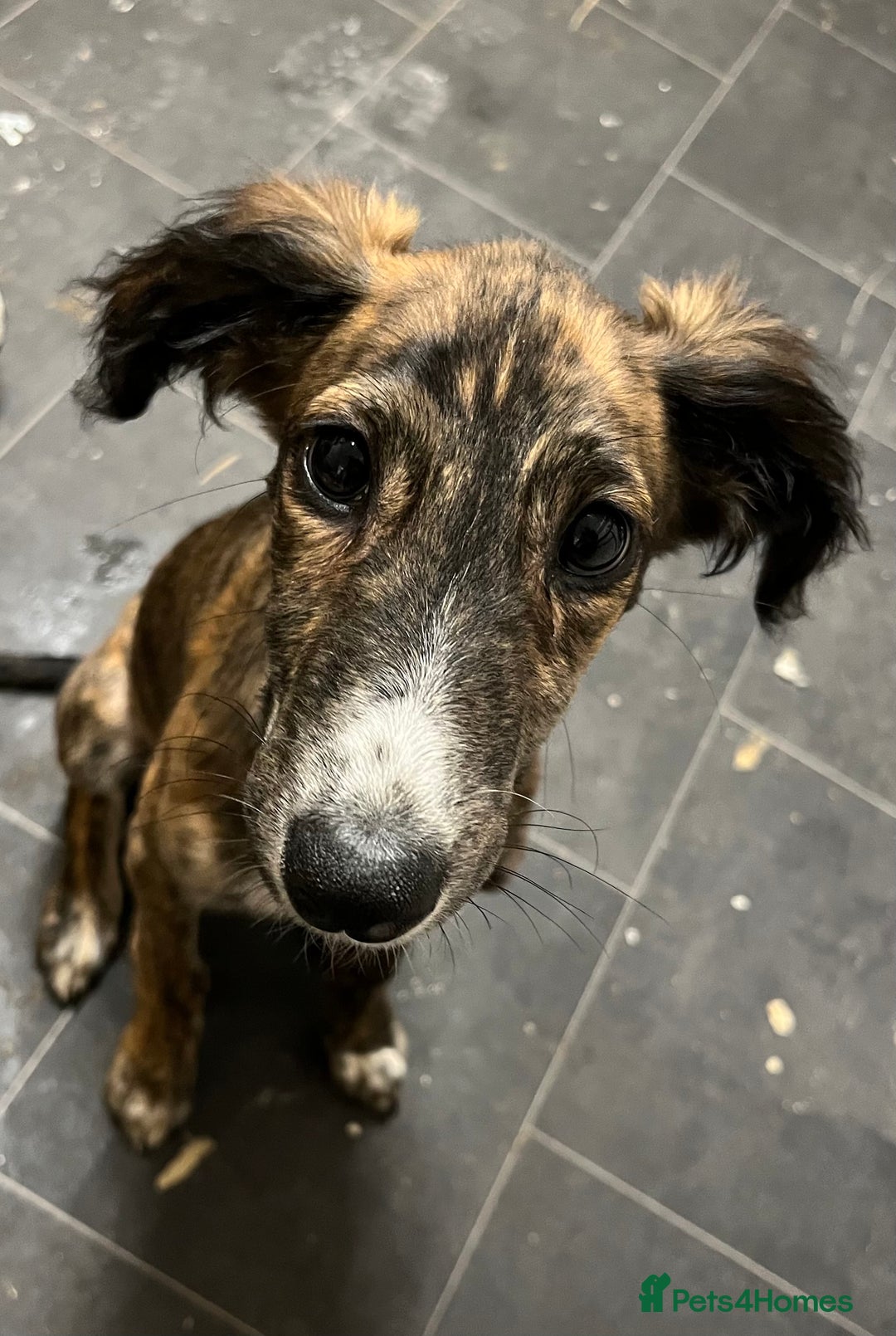 Lurcher dogs for sale: Two lurcher puppies needing new homes - Image 4