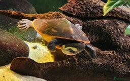Turtle reptiles for sale: Pink bellied sideneck Turtles x2 - Image 2