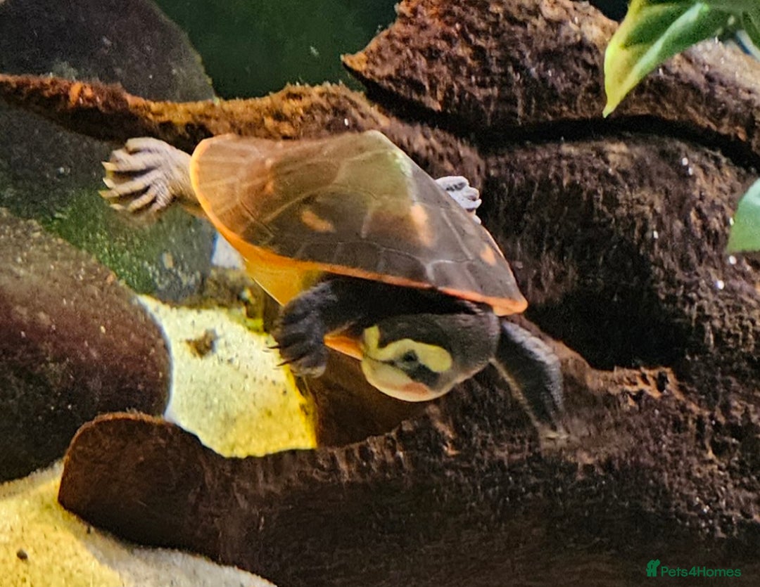 Turtle reptiles for sale: Pink bellied sideneck Turtles x2 - Image 2
