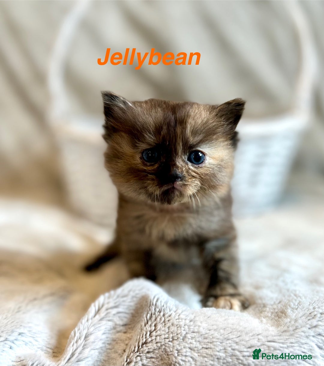 Persian cats for sale: Absolutely Stunning litter of Persian/Ragdolls - Image 21