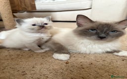 Ragdoll cats for sale: Purebred Blue Mitted Ragdoll Kittens - Image 6