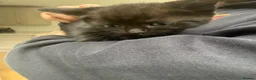 Mixed Breed cats for sale: 3 beautiful kittens for sale  - Advert 5