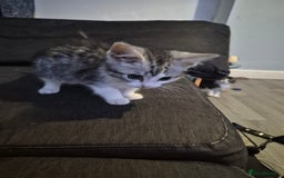 Mixed Breed cats for sale: Adorable kittens looking for loving homes  - Image 8