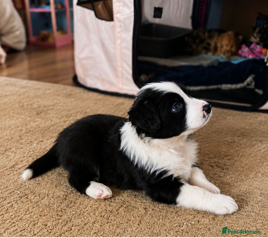 Border Collie dogs BORDER COLLIE PUPPIES – BEAUTIFUL LITTER OF 9  - Advert 2