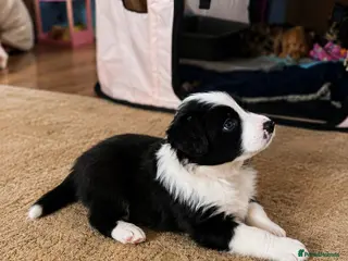 Border Collie dogs BORDER COLLIE PUPPIES – BEAUTIFUL LITTER OF 9 - Advert 2