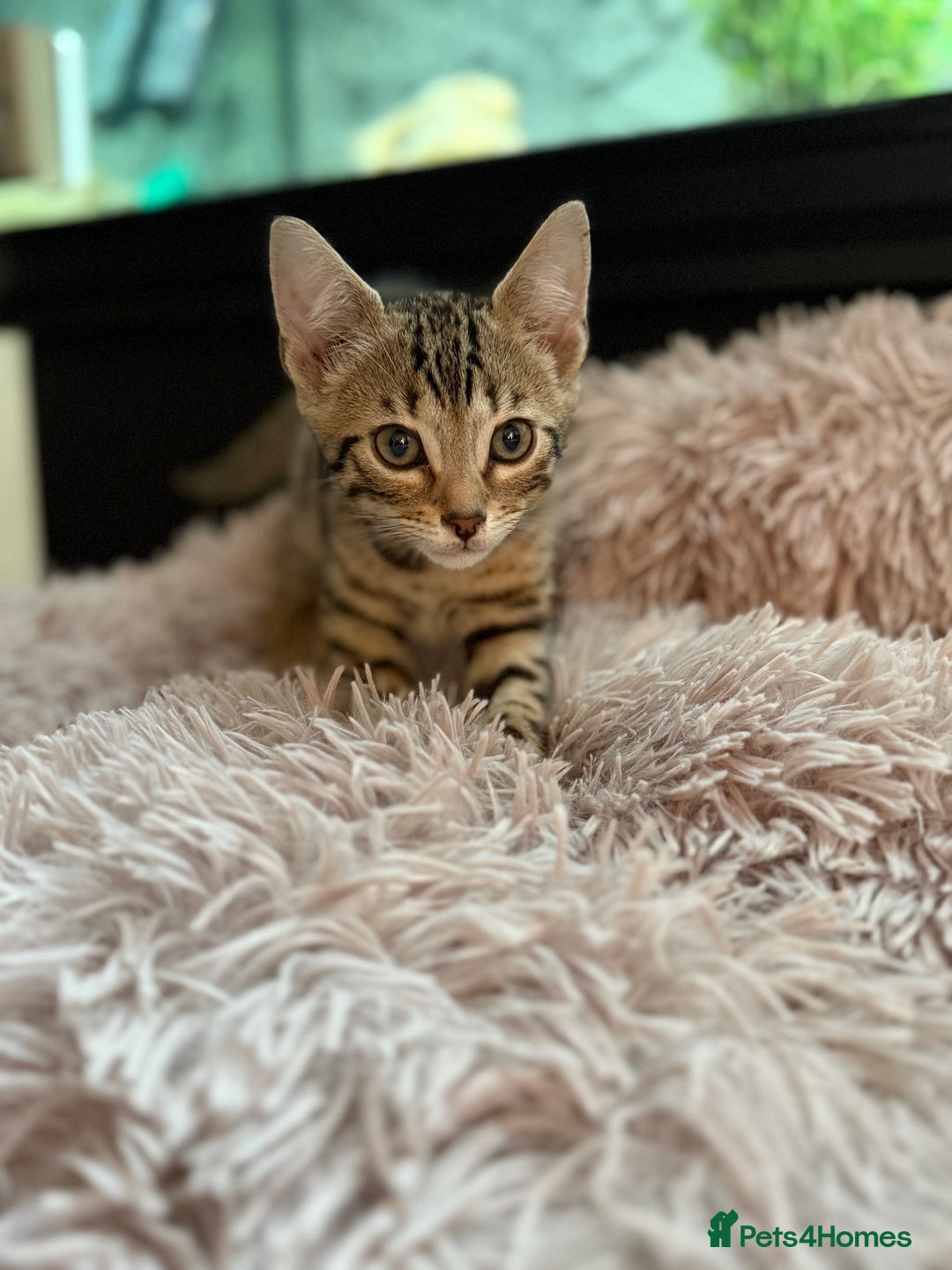 Bengal cats for sale: Three Stunning Bengals for sale 🖤 - Image 12