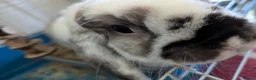 Mini Lop rabbits for sale: House rabbit looking for home in Bodmin - Advert 1