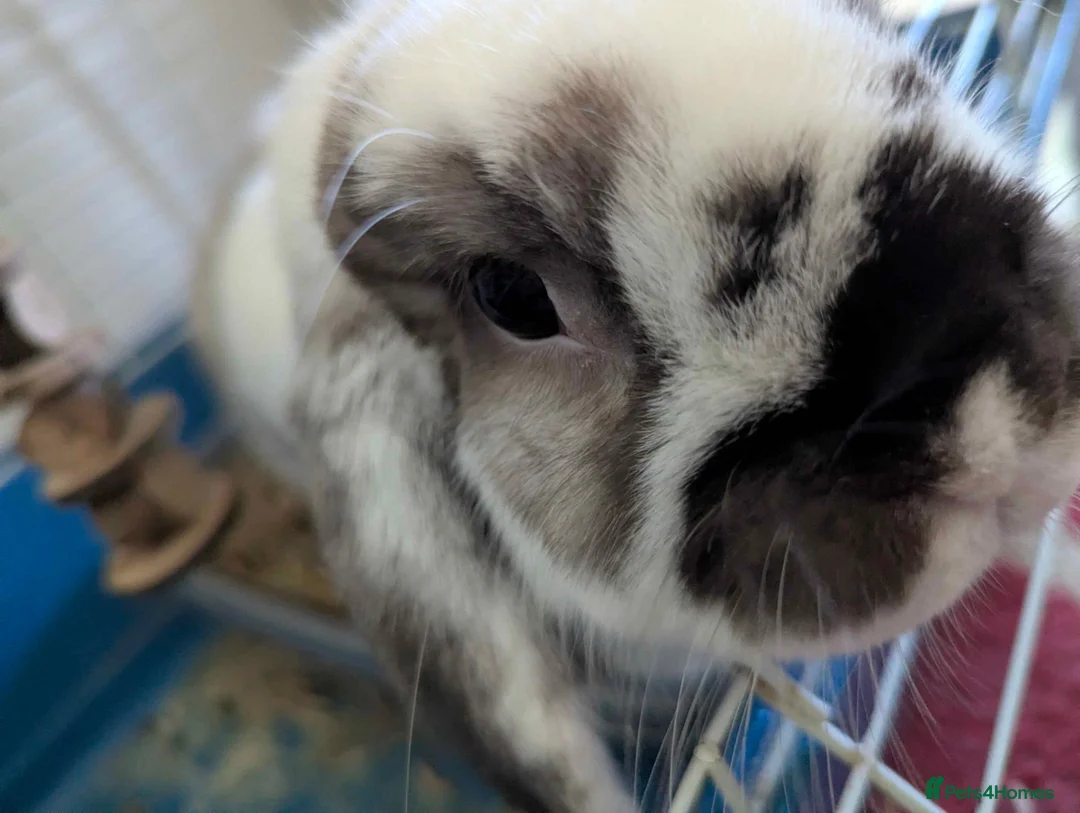 Mini Lop rabbits for sale: House rabbit looking for home in Bodmin - Advert 1