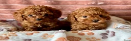 Cavapoo dogs for sale: Adorable teddy bear toy cavapoo  - Advert 13