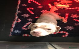 Mixed Breed dogs for sale: Beautiful Microbully female  - Image 1