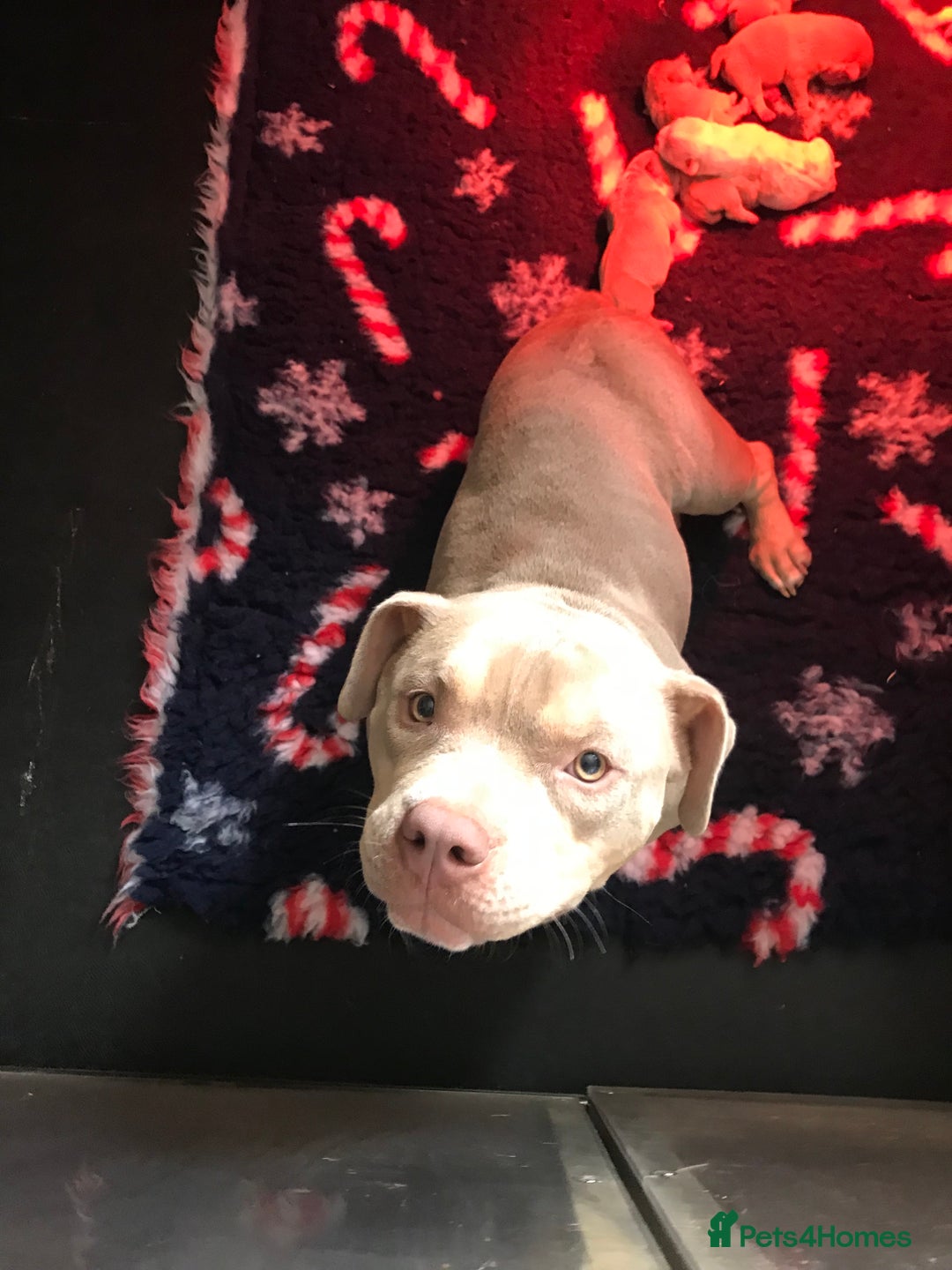 Mixed Breed dogs for sale: Beautiful Microbully female  - Image 1