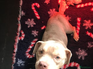 Mixed Breed dogs - Advert 27