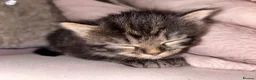 Mixed Breed cats for sale: Beautiful Kittens for sale half grey BSH - Advert 7