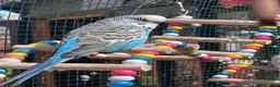 Budgerigars birds for sale: Budgies - Advert 1