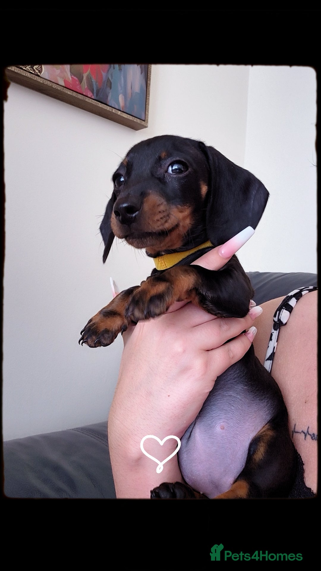 Miniature Dachshund dogs for sale: Miniature Dashund  - Image 3