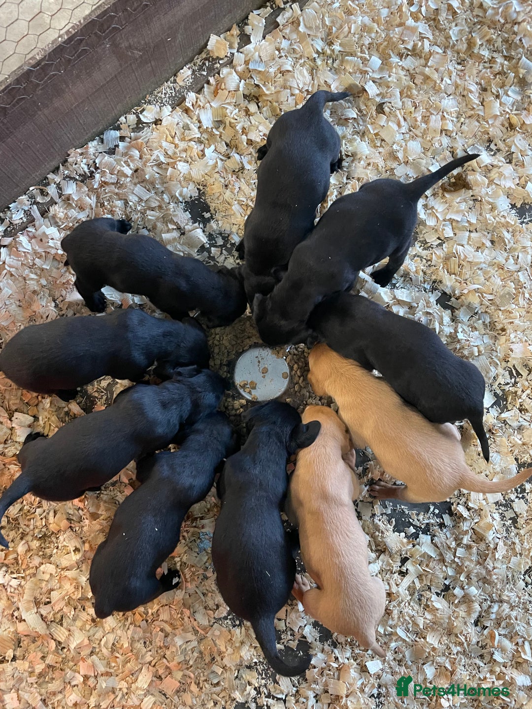 Labrador Retriever dogs for sale: Big Bold Lab Pups - Health Tested Parents  - Advert 8