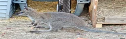 Mixed Breed livestock for sale: Wallabies  - Advert 2