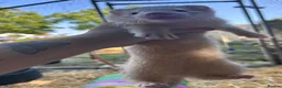 Ferret rodents for sale: Ferret kits for sale - Advert 4