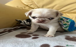 Pug dogs for sale: 1 gorgeous pug boy  - Image 8