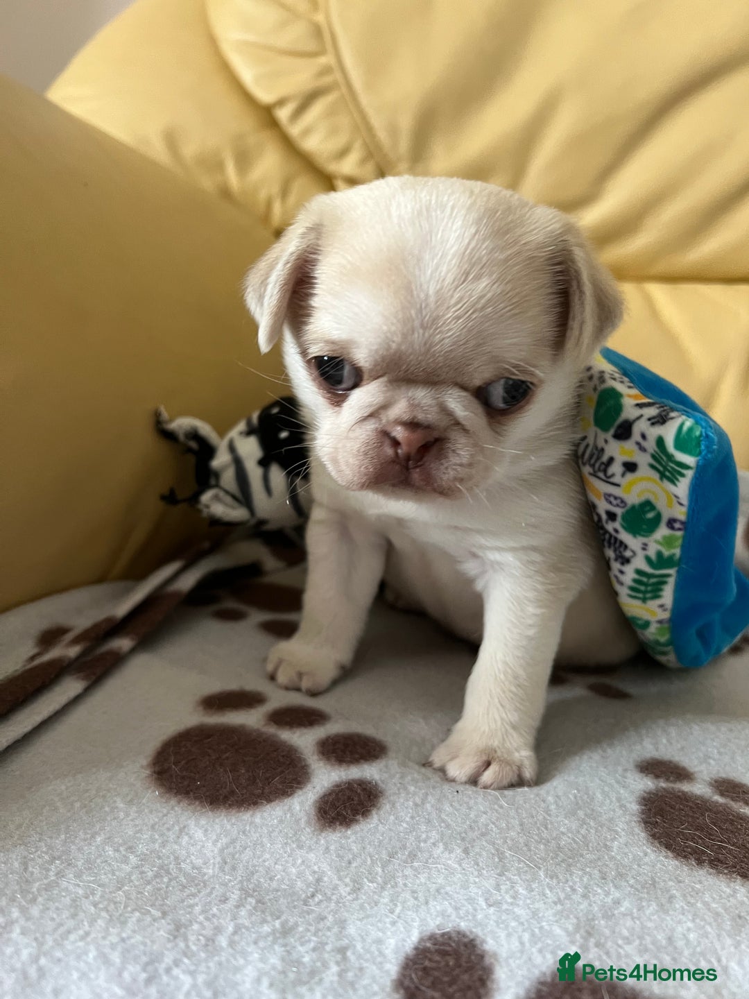 Pug dogs for sale: 1 gorgeous pug boy  - Image 8