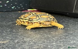 Tortoise reptiles for sale: Tortoise African Leopard  - Image 1