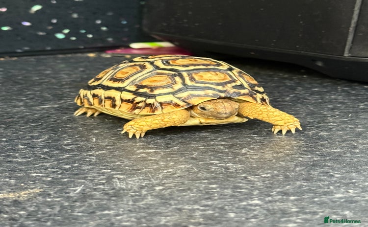 Tortoise reptiles - Advert 2